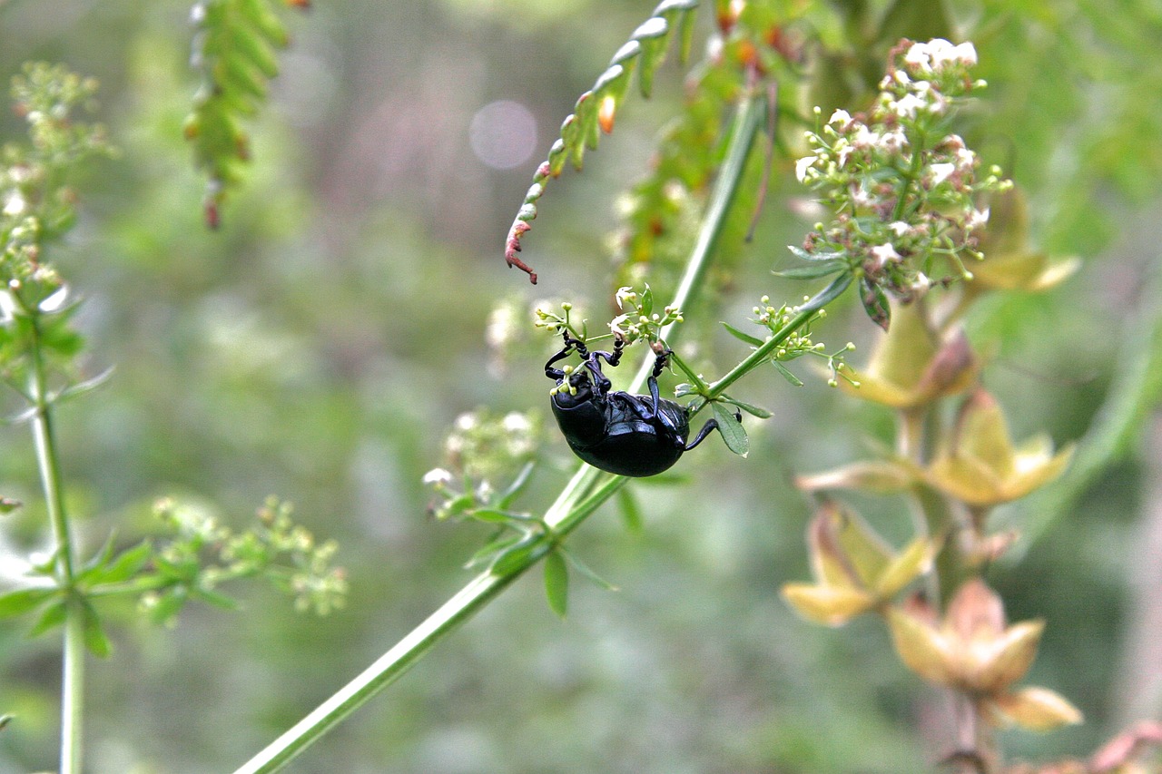 Image - animal beetle black beetle halm