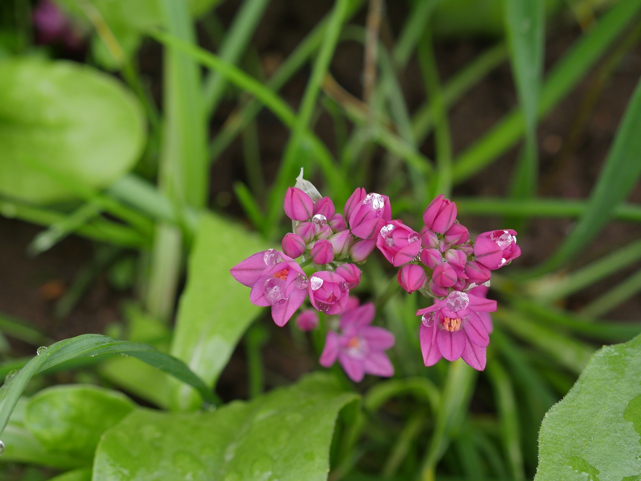 Image - cockerel pink flower after the rain