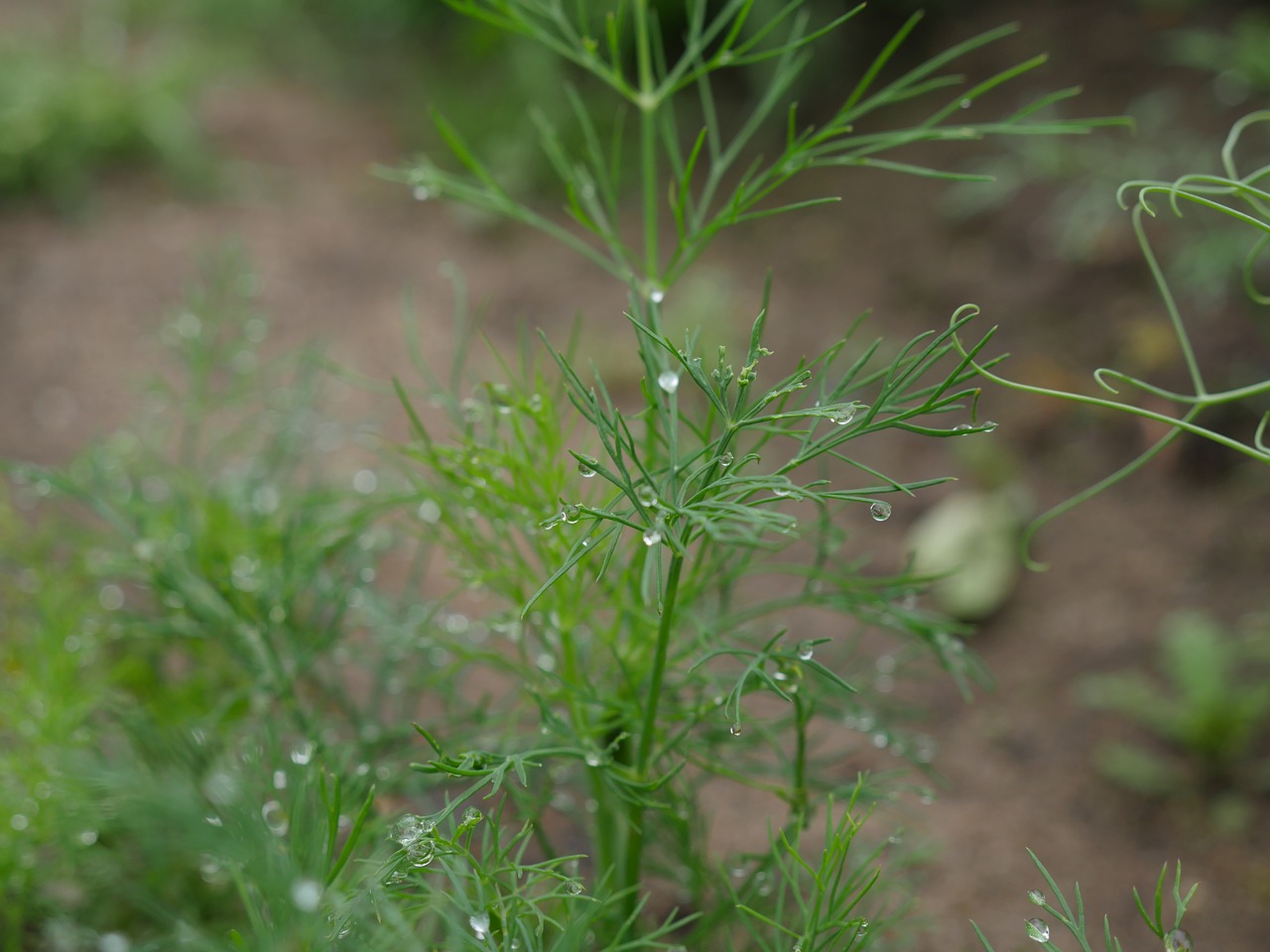 Image - dill after the rain raindrops