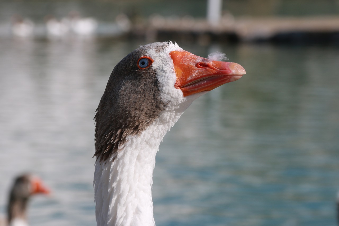 Image - duck marine bird animal peace