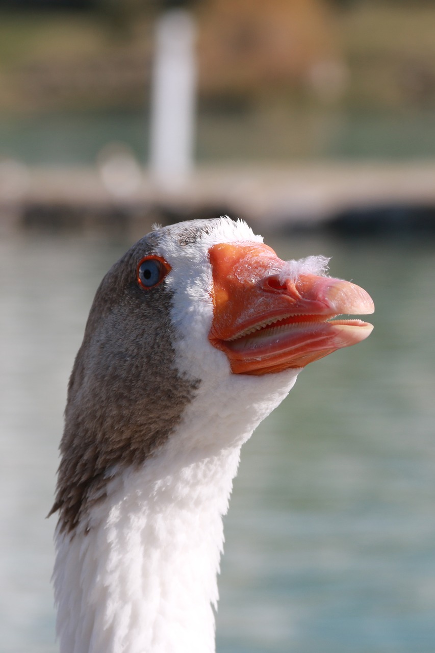 Image - duck marine bird animal peace