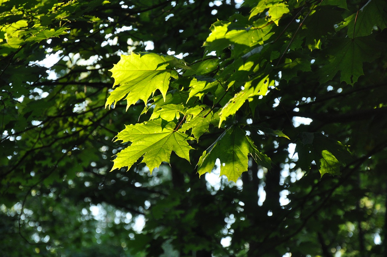 Image - leaves forest tree sheet maple