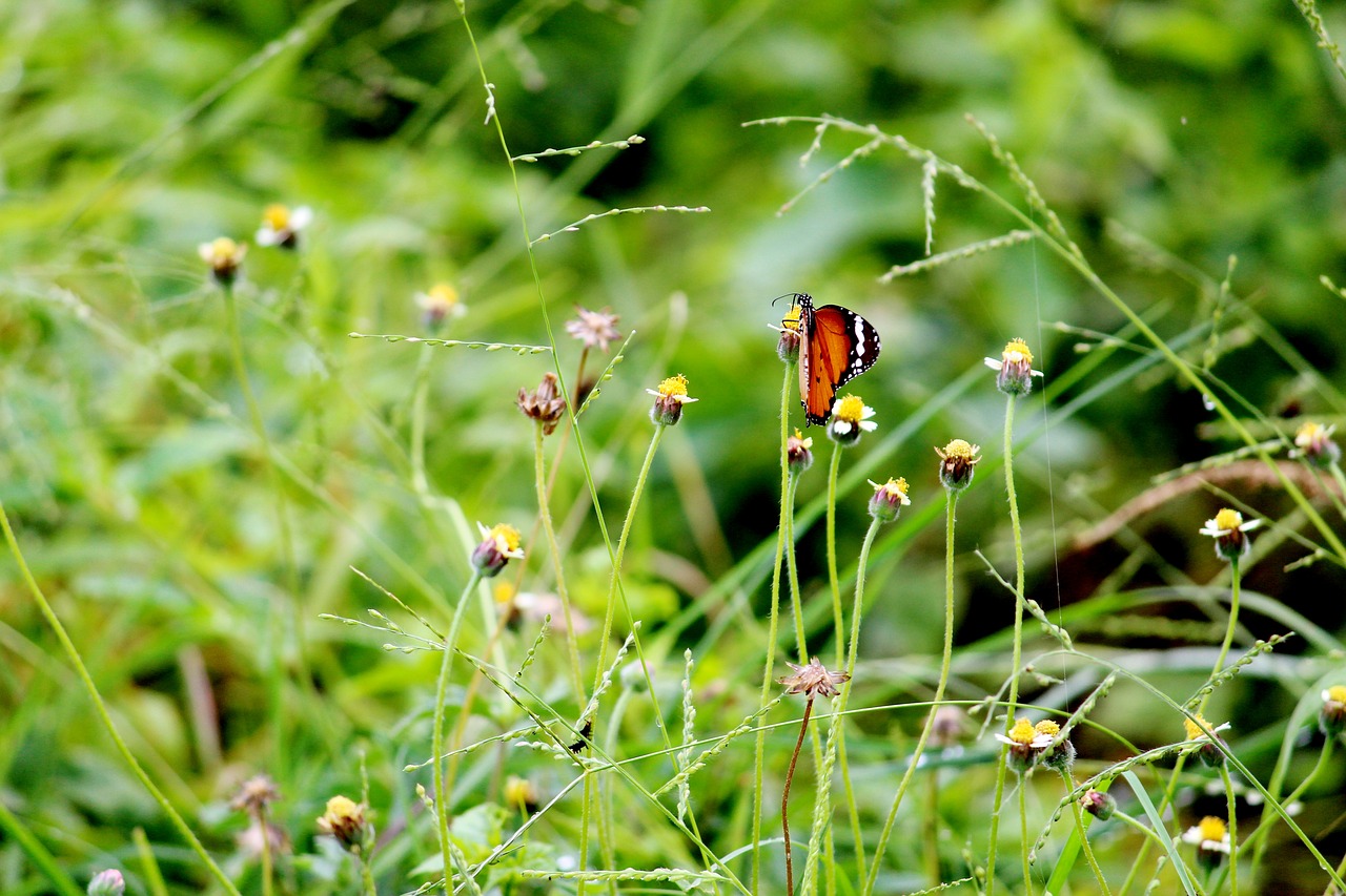 Image - butterfly greenery bushes shrubs