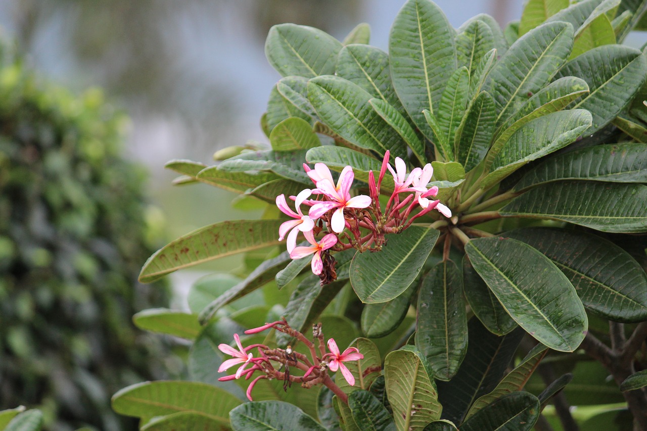 Image - greenery bushes shrubs flowers