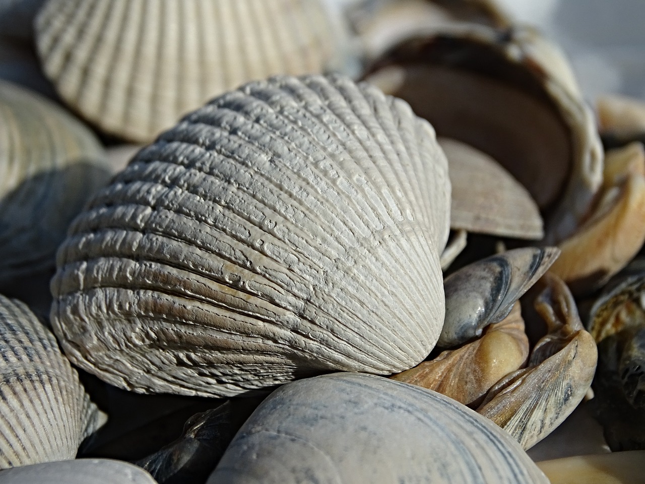 Image - cockle shells shell lime