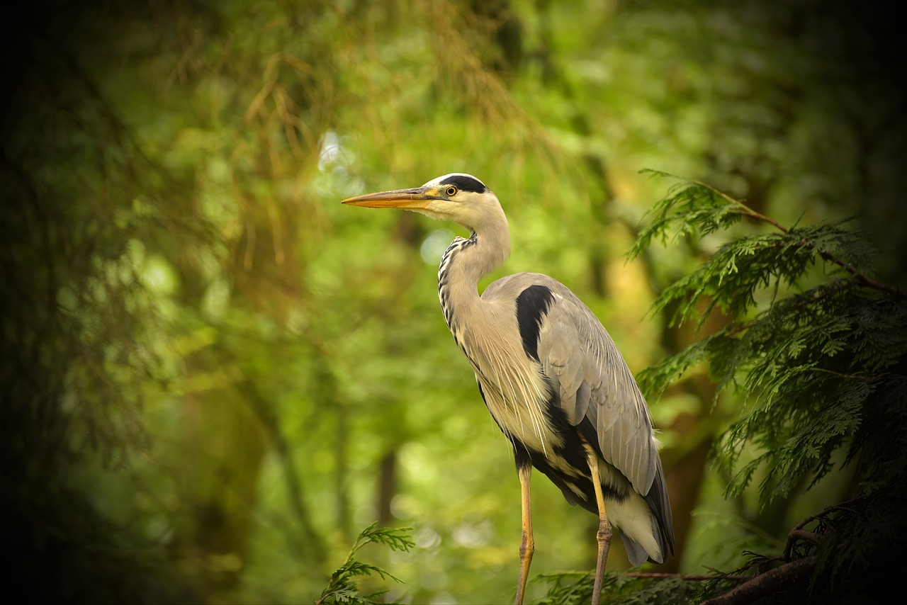 Image - heron bird grey heron nature water