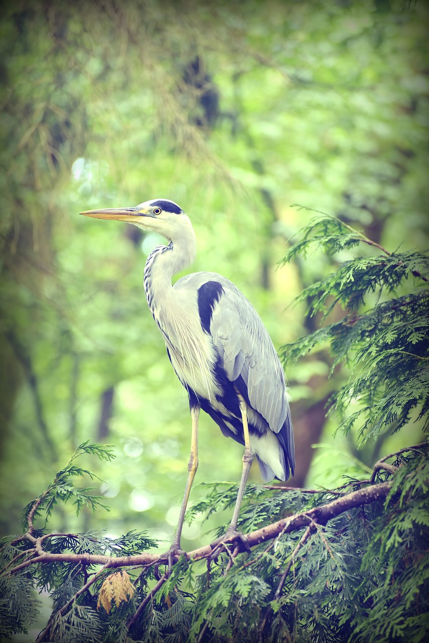 Image - heron water bird bird nature