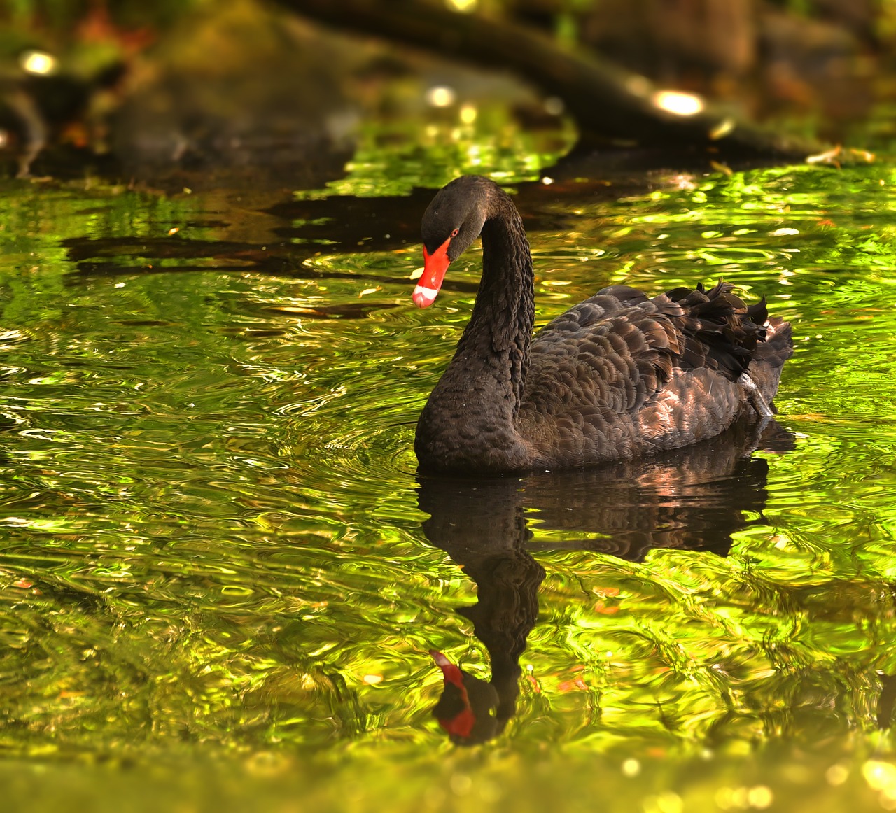 Image - mourning swan swan black animal