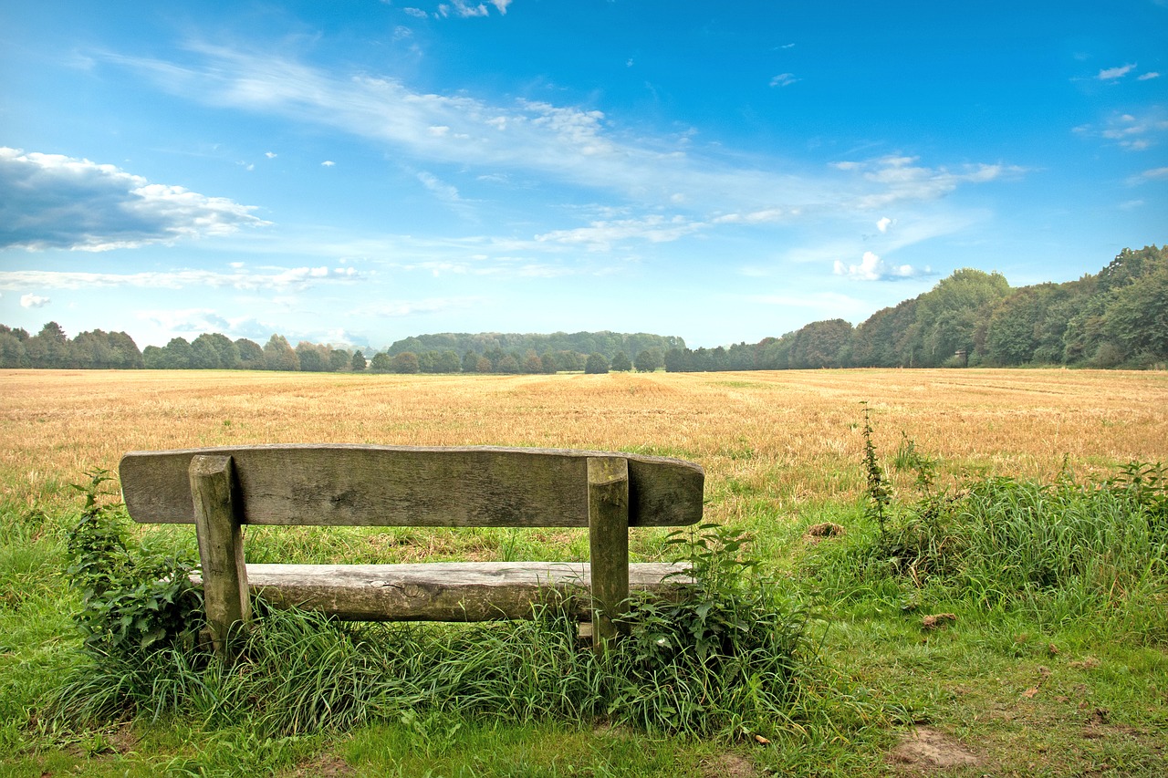 Image - bank meadow park forest sky