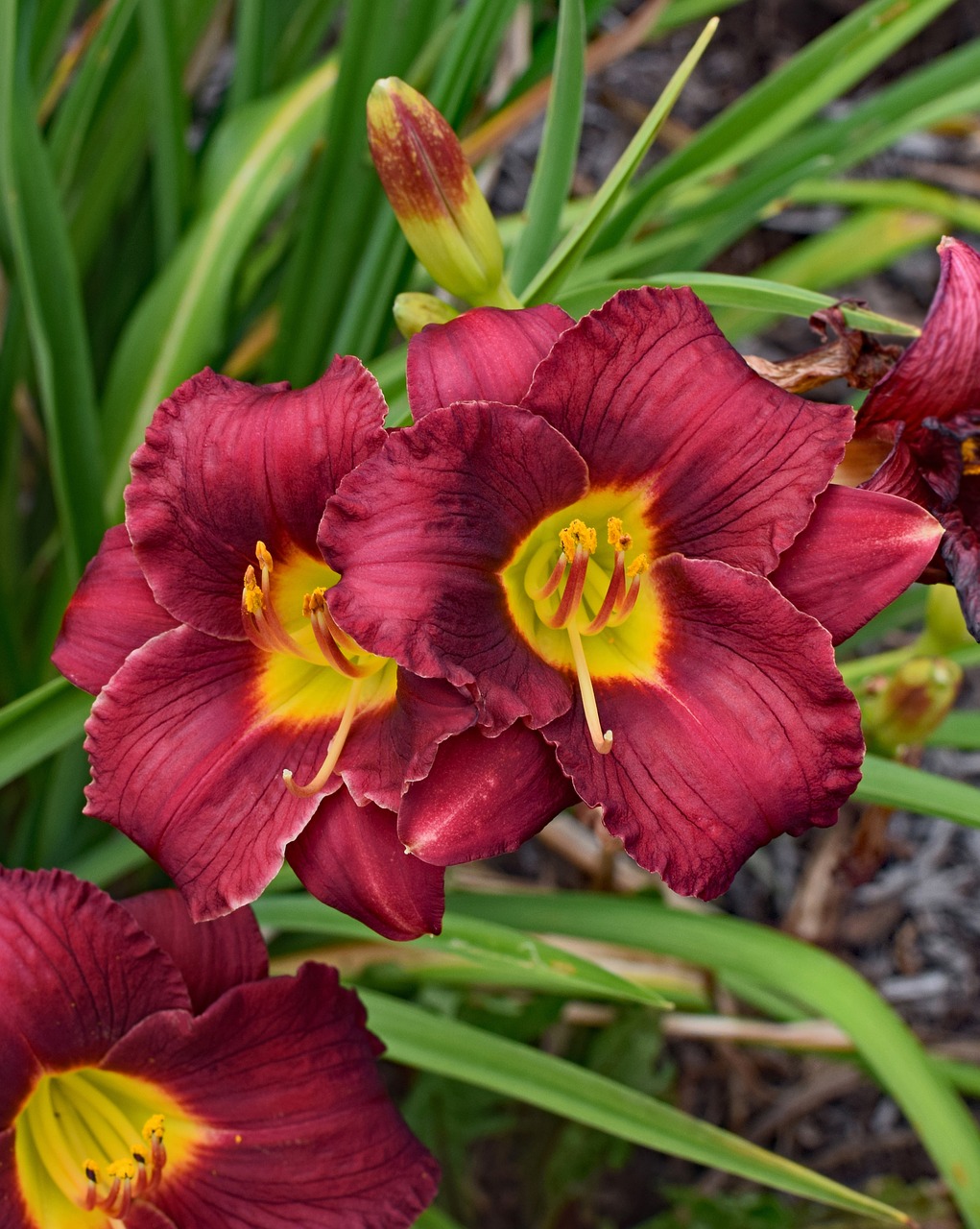 Image - red orange and yellow daylily lily