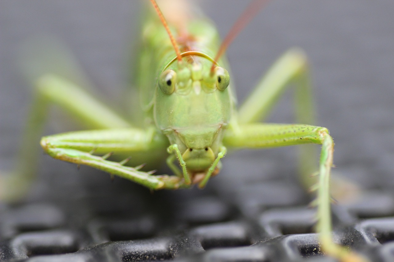 Image - grasshopper insect grille green