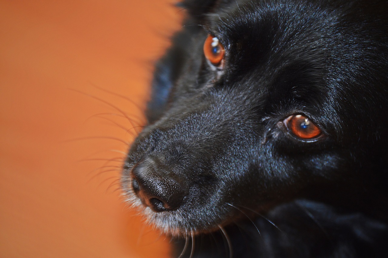 Image - dog mammal dogs animal nature