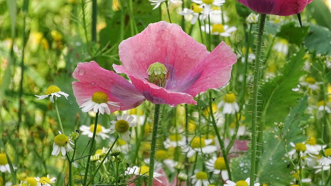 Image - poppy flower pink poppy poppy
