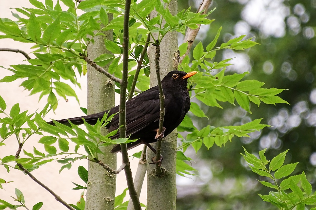 Image - blackbird throttle black plumage