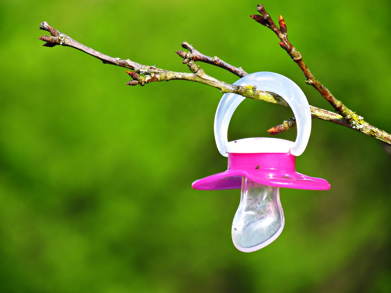 Image - tree pacifier suspended branch