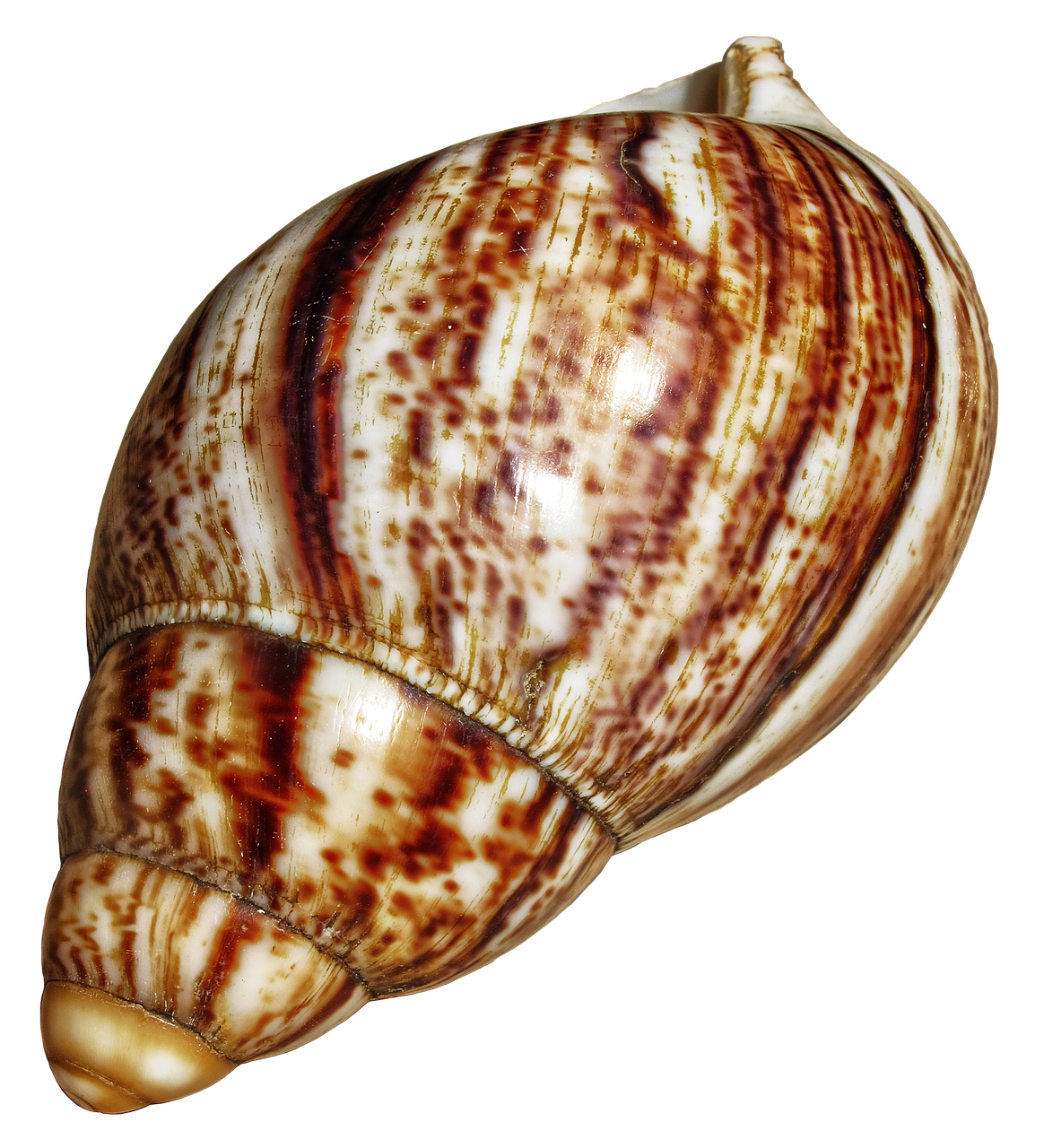 Image - shell snail achatina fulica housing