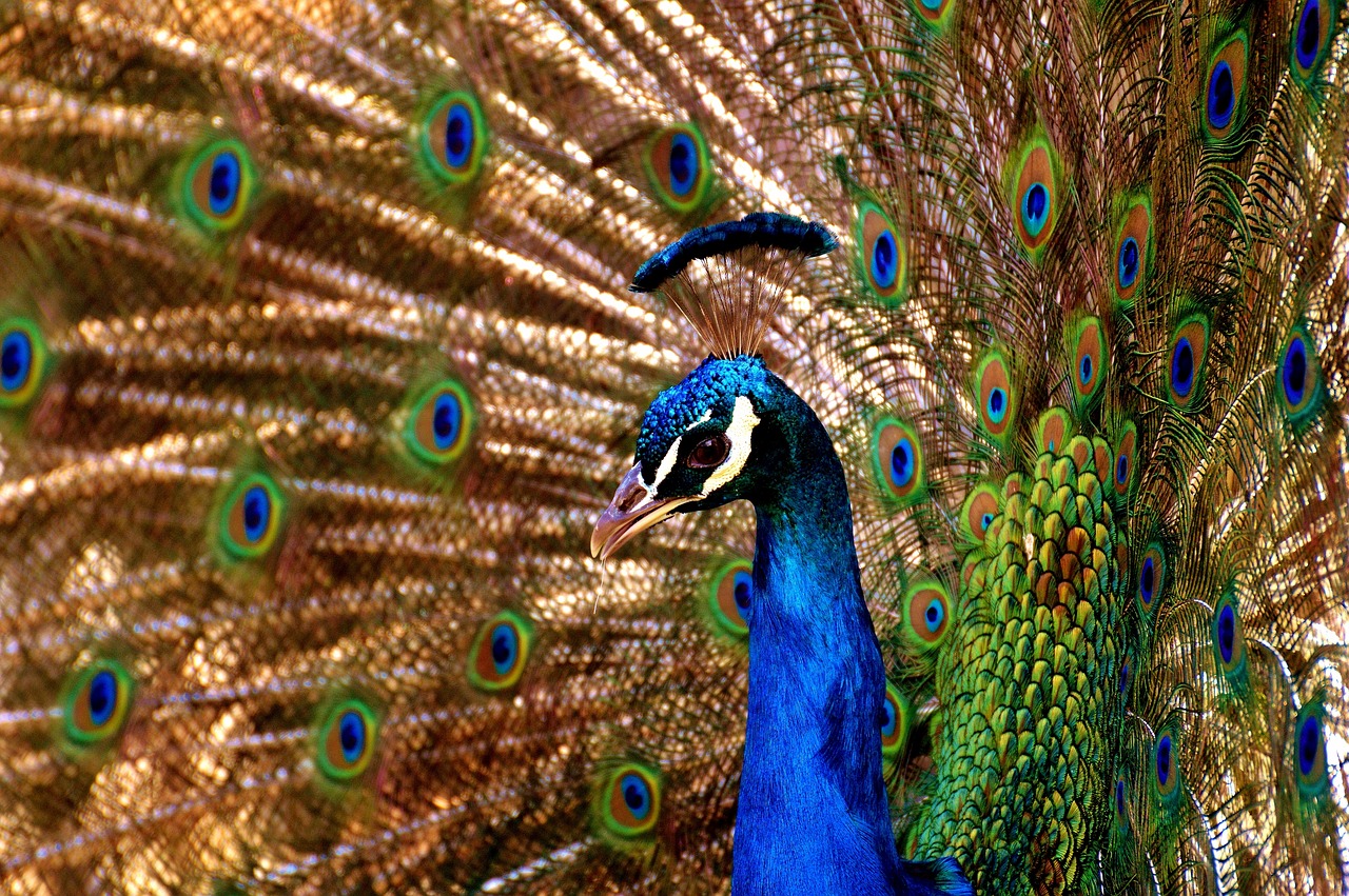 Image - peacock bird colorful poultry