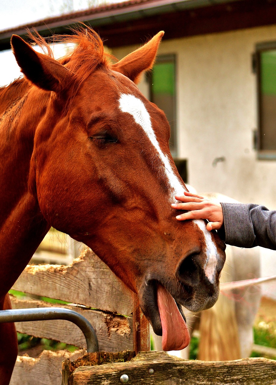 Image - horse cheeky stroke animal