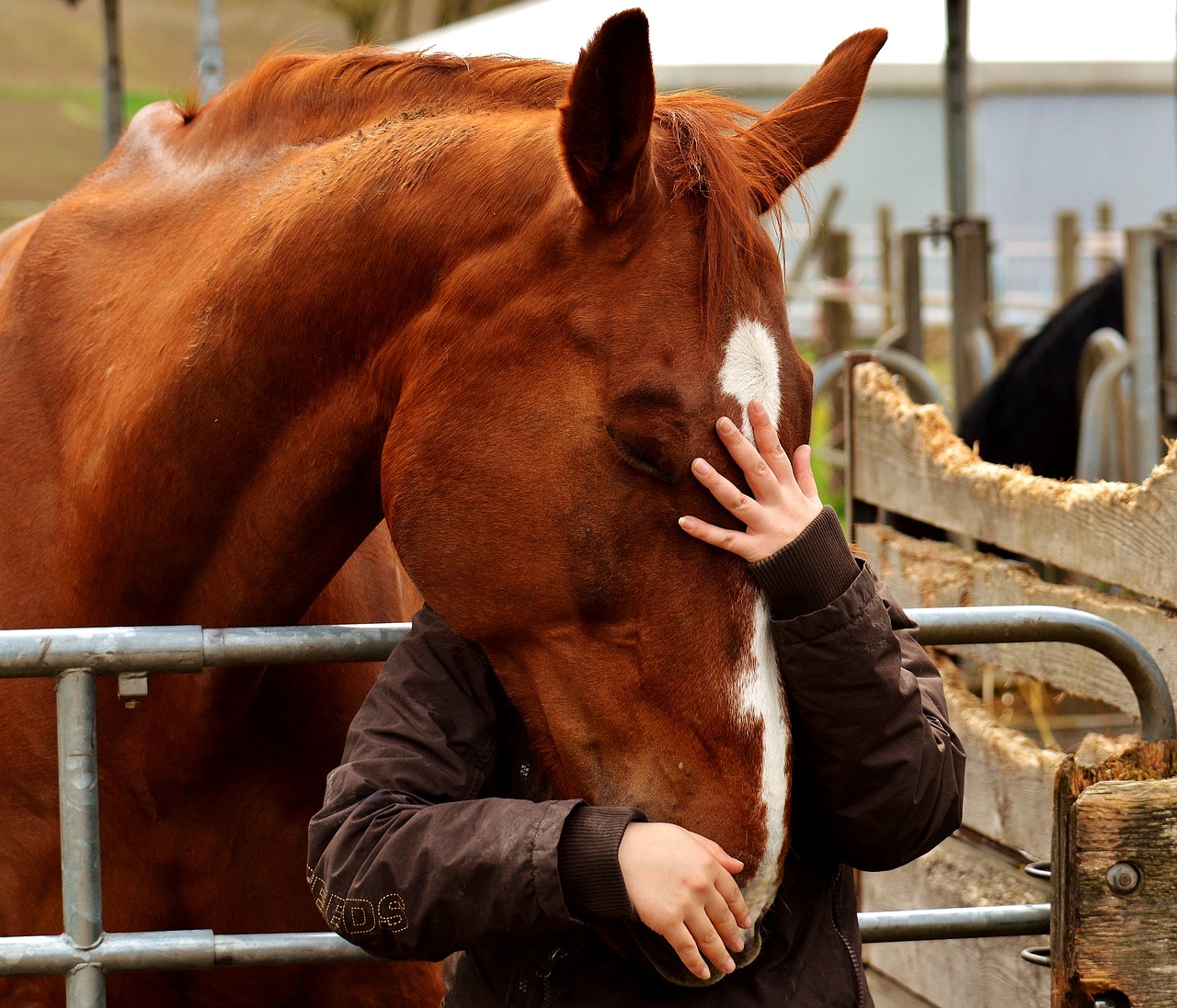 Image - love for animals friendship