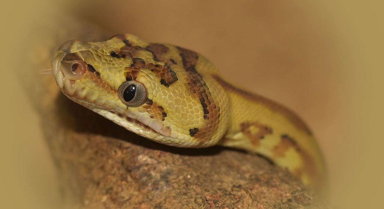 Image - snake head carpet python reptile