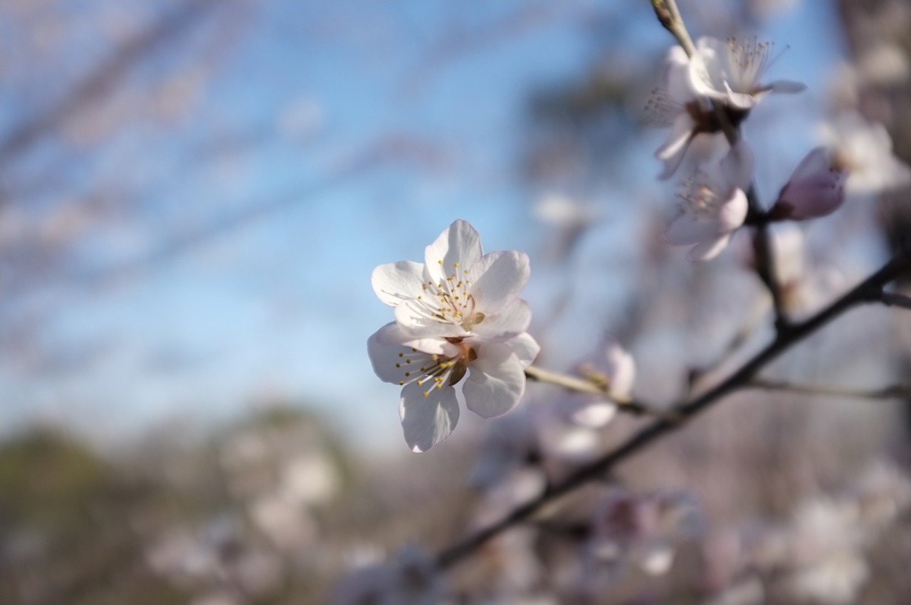 Image - peach blossom spring china