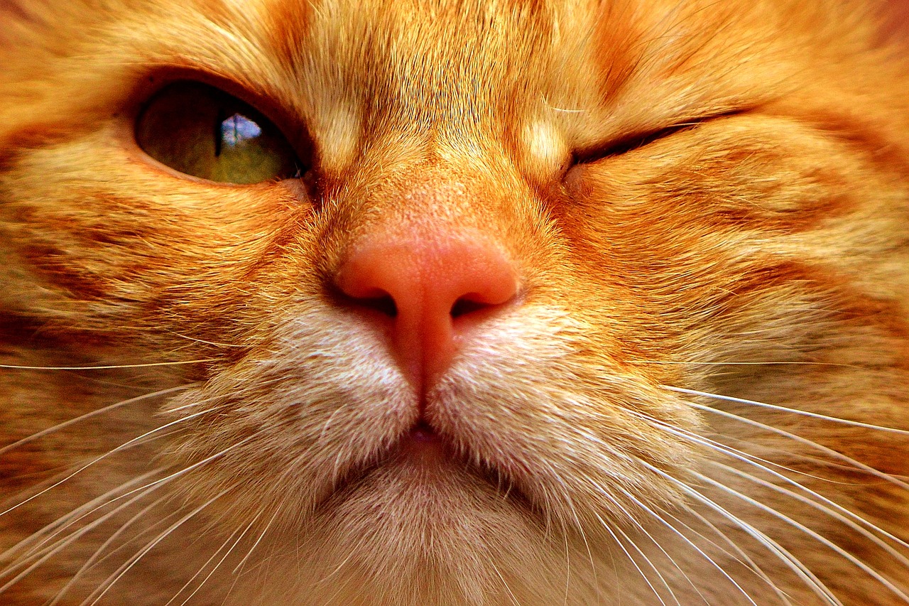 Image - cat mackerel wink funny red