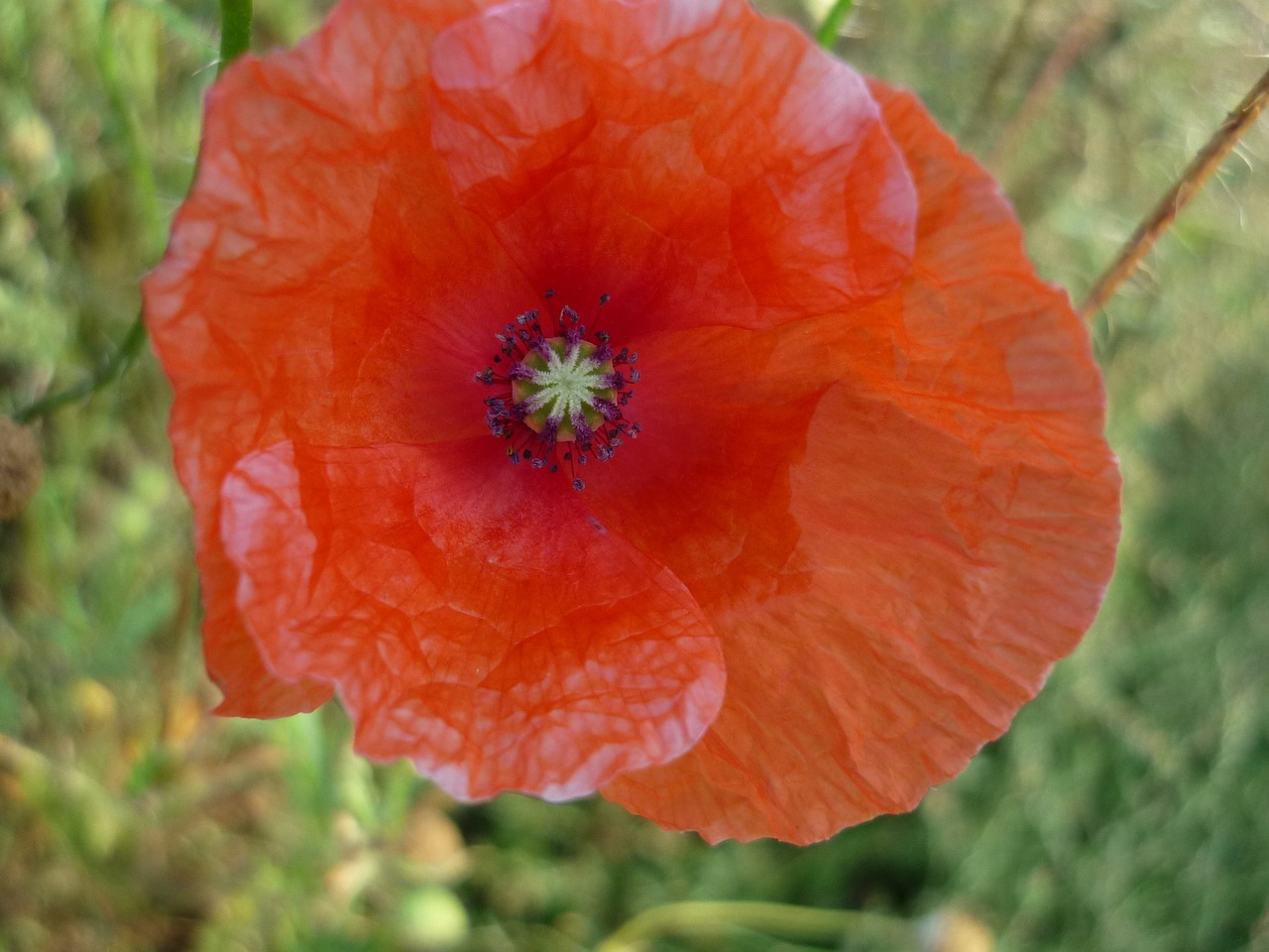 Image - klatschmohn red flower edge of field