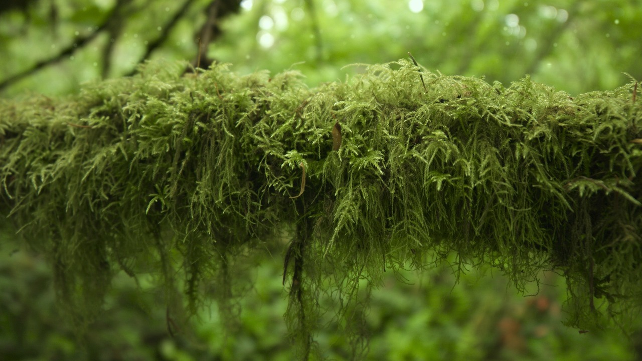 Image - moss forest green trails bark