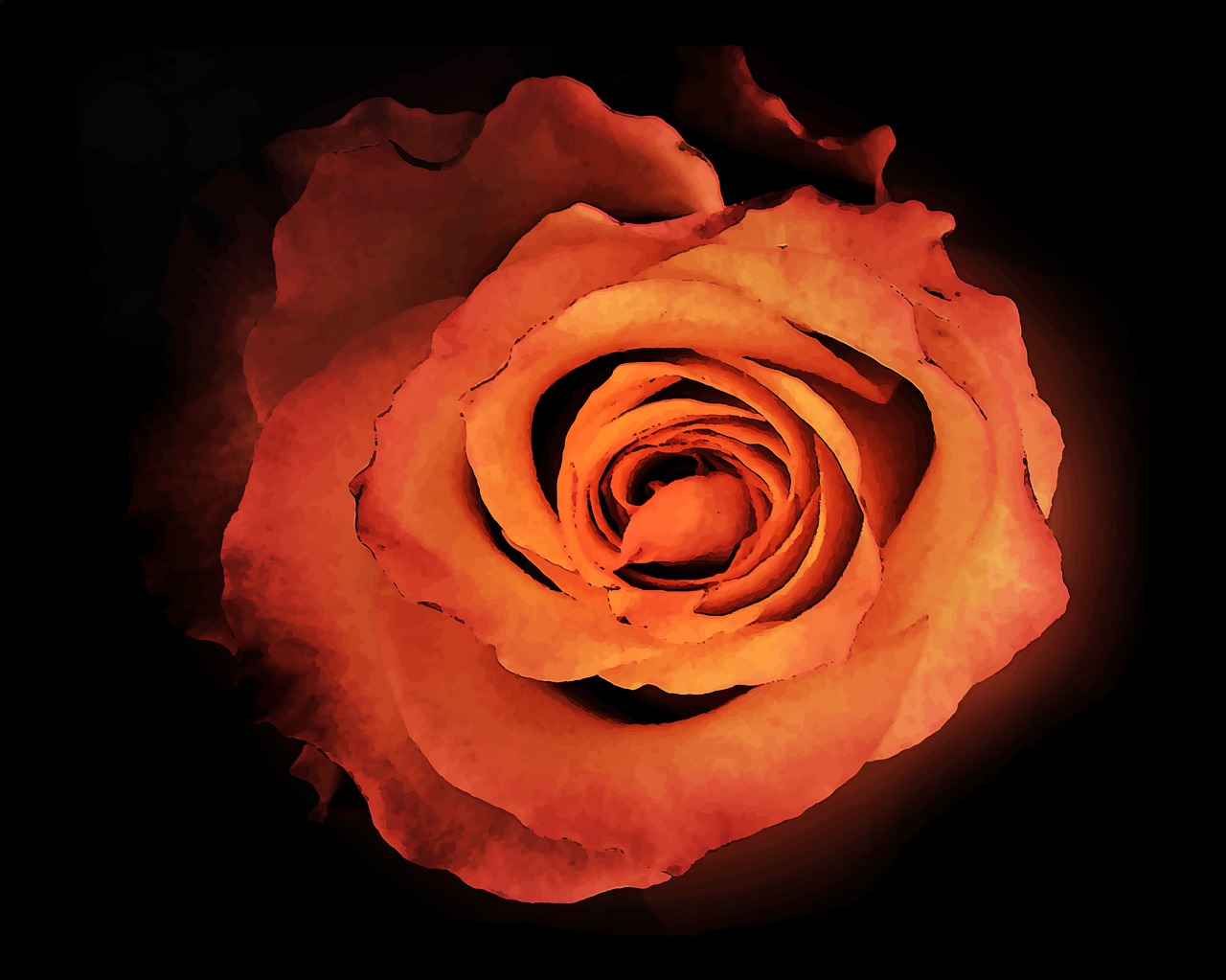 Image - red orange rose bloom flower