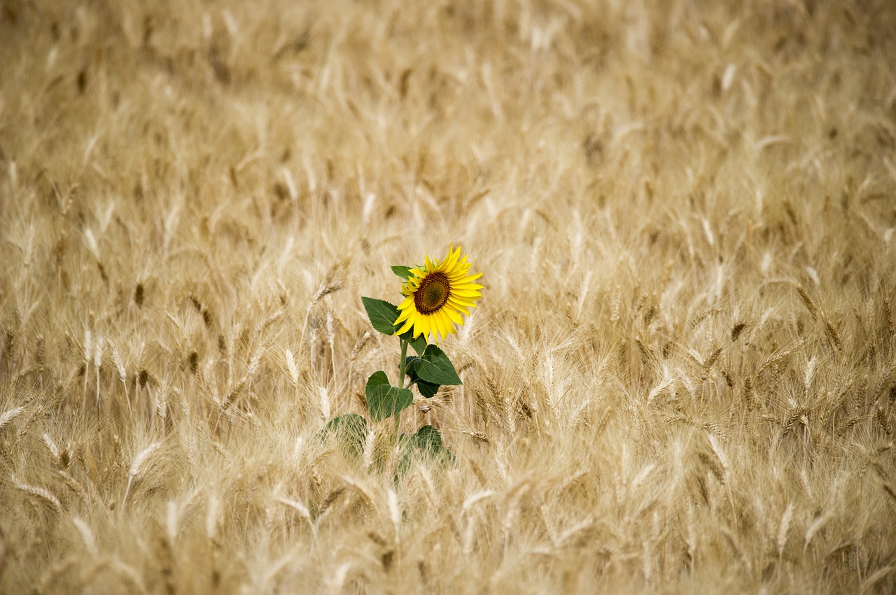 Image - sunflower sun wheat