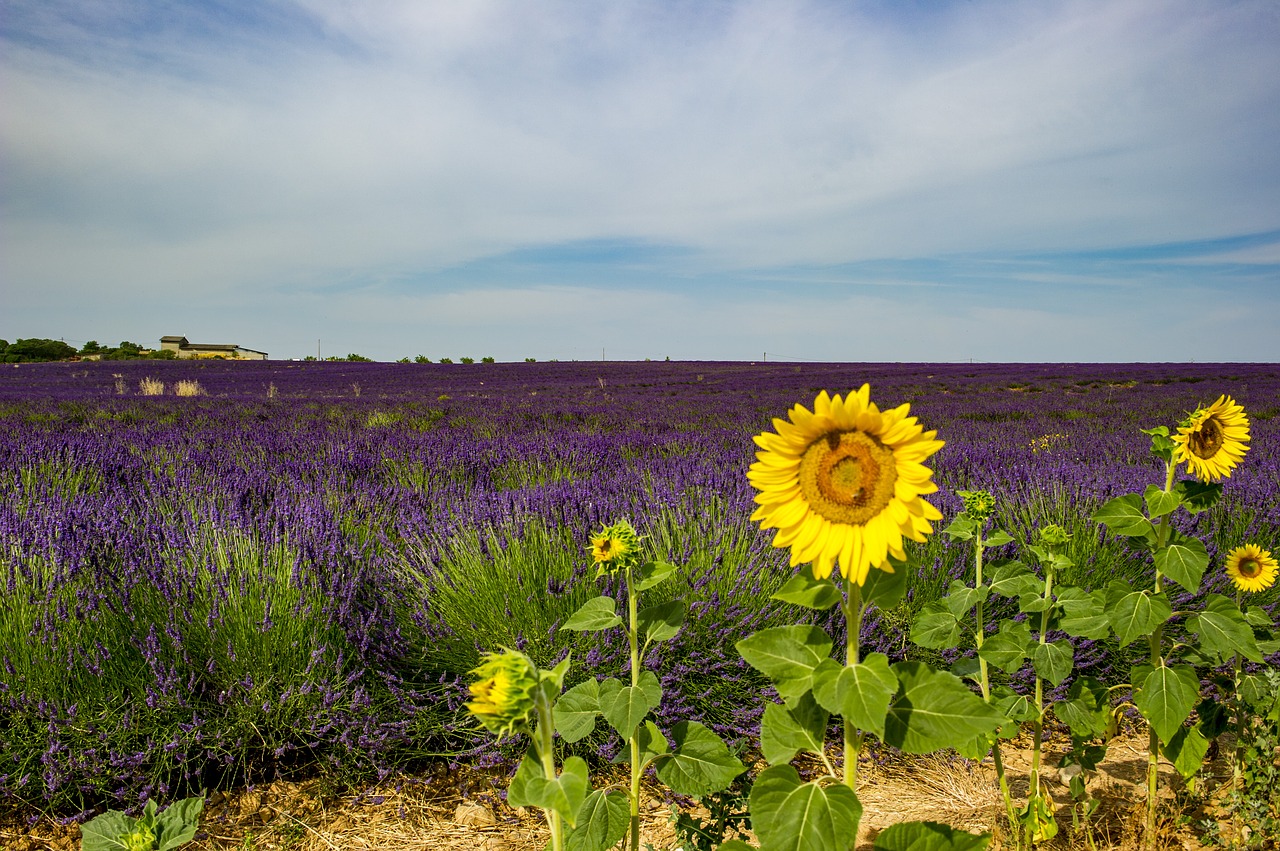 Image - sunflower provence landscape