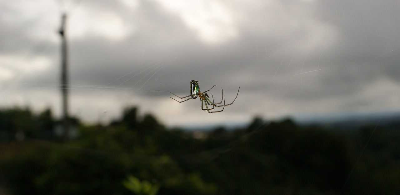 Image - images varied area kettle quindio