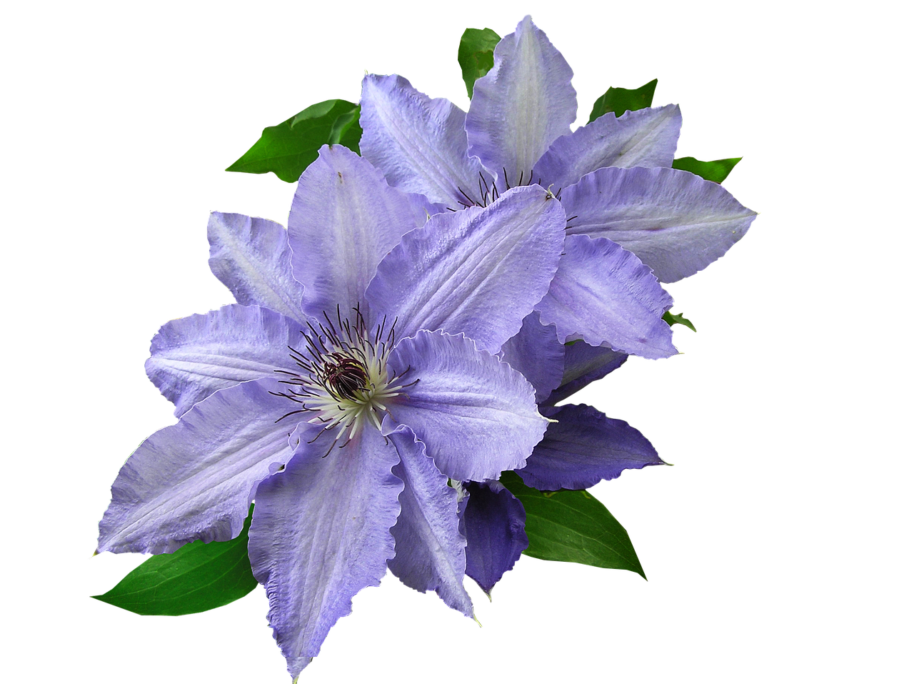 Image - mauve clematis cut out