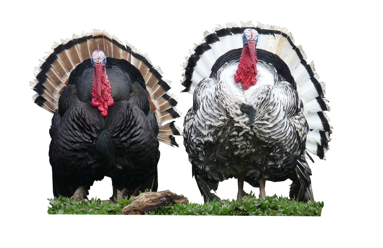 Image - turkeys cut out