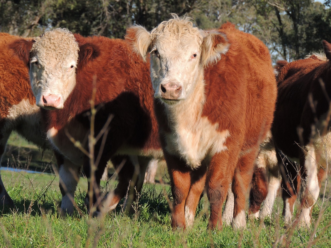 Image - cattle hereford race boi