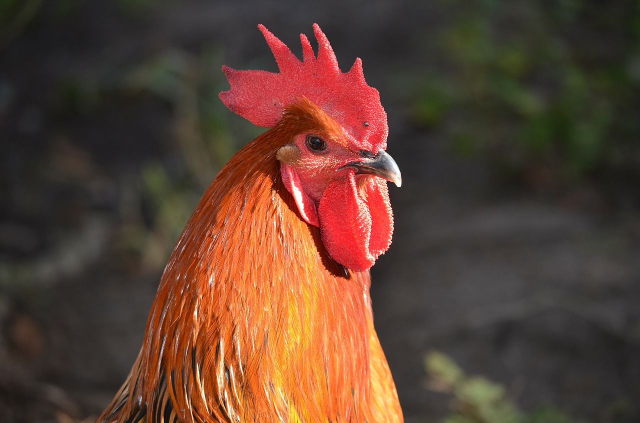 Image - rooster head rooster head poultry