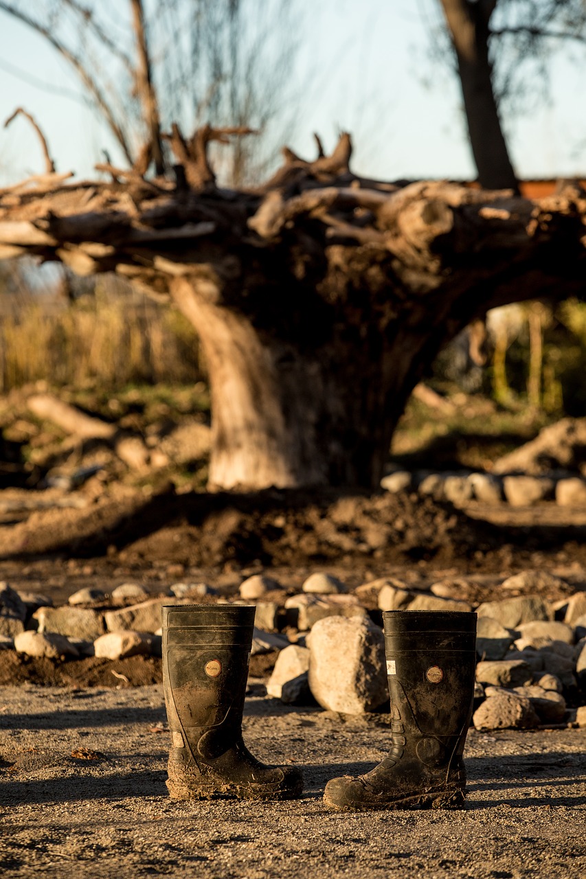 Image - boots tree trunk nature