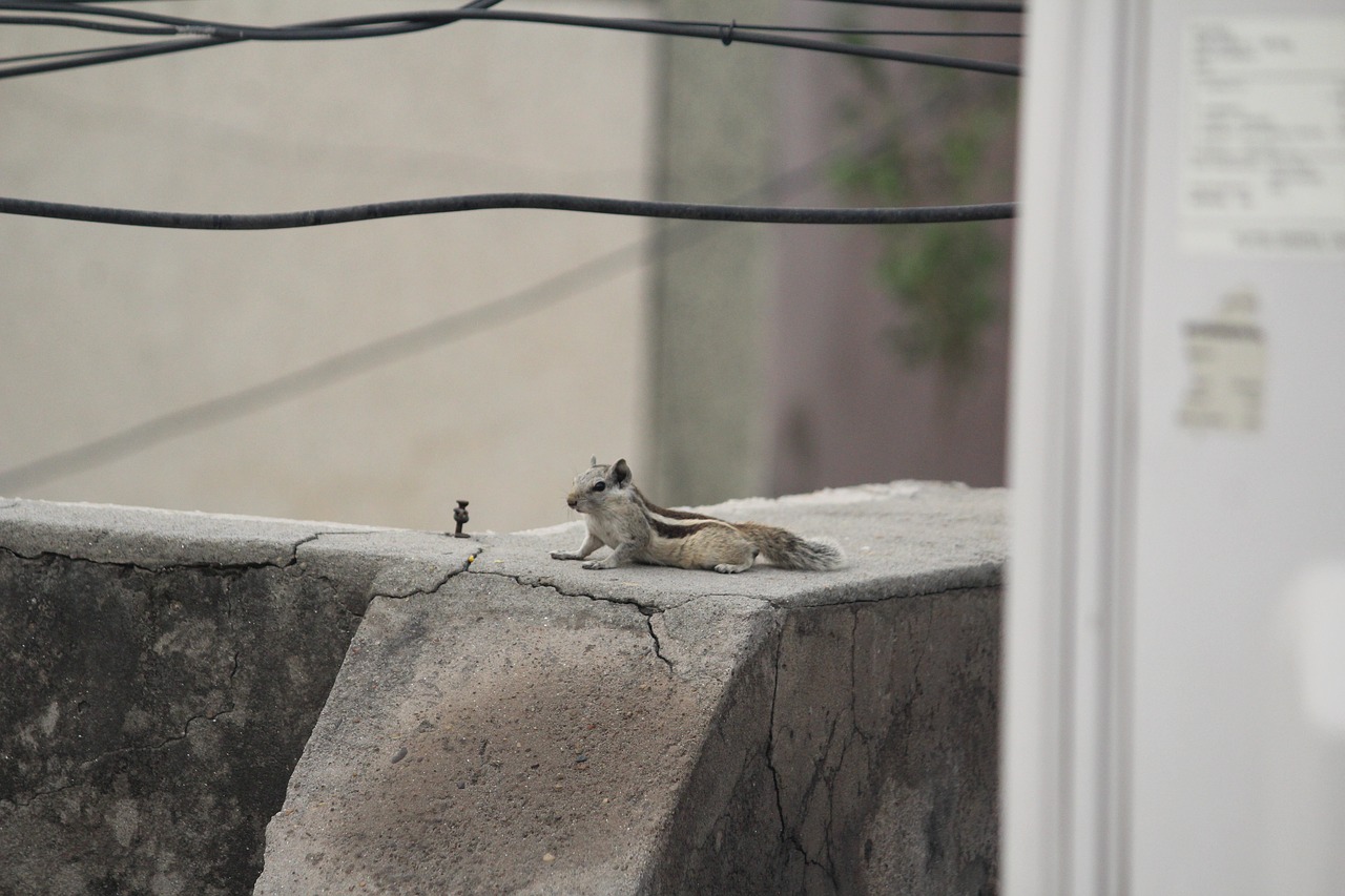 Image - squirrel relaxing animal rodent