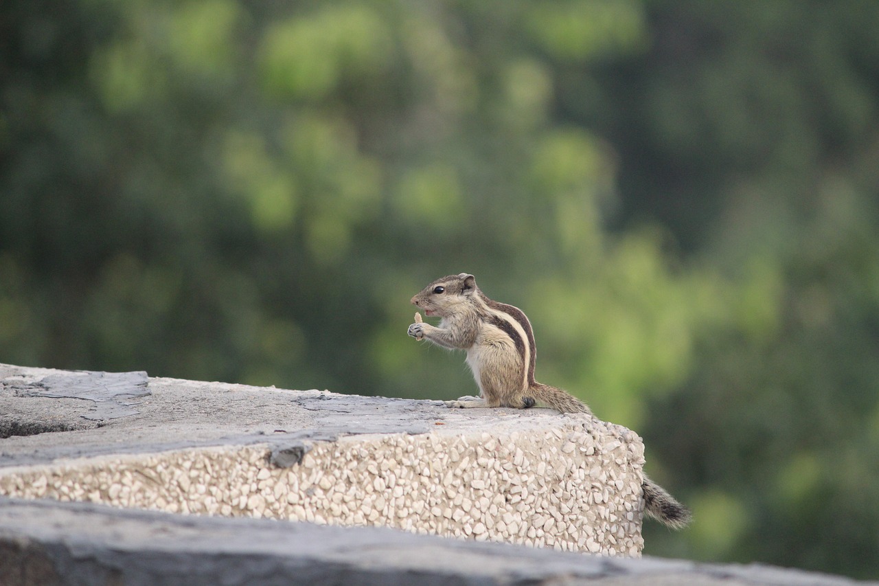 Image - three striped palm squirrel eating