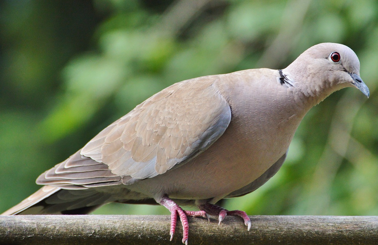 Image - dove collared bird city pigeon