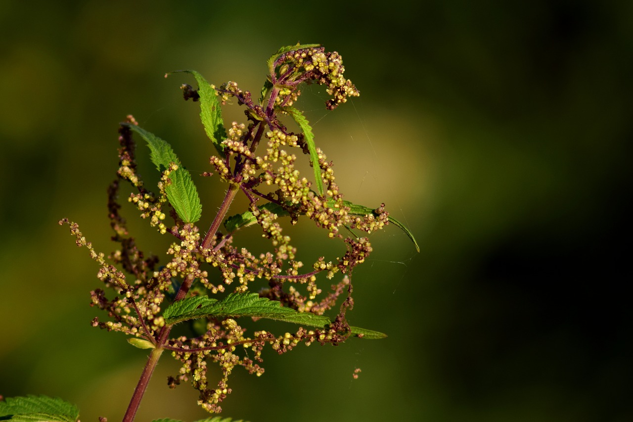 Image - brennessel weed nature nettle