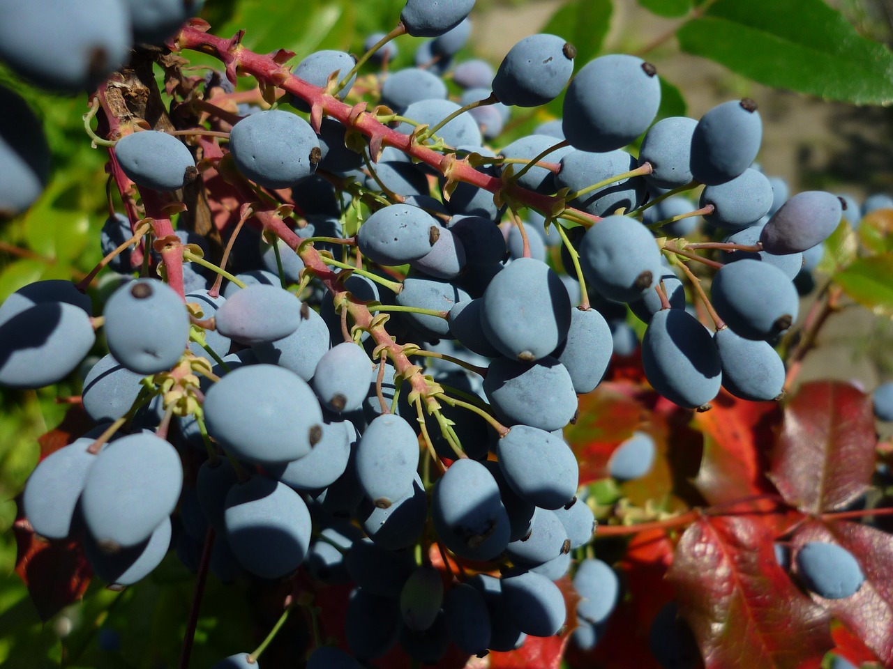 Image - holly ilex nature blue fruits