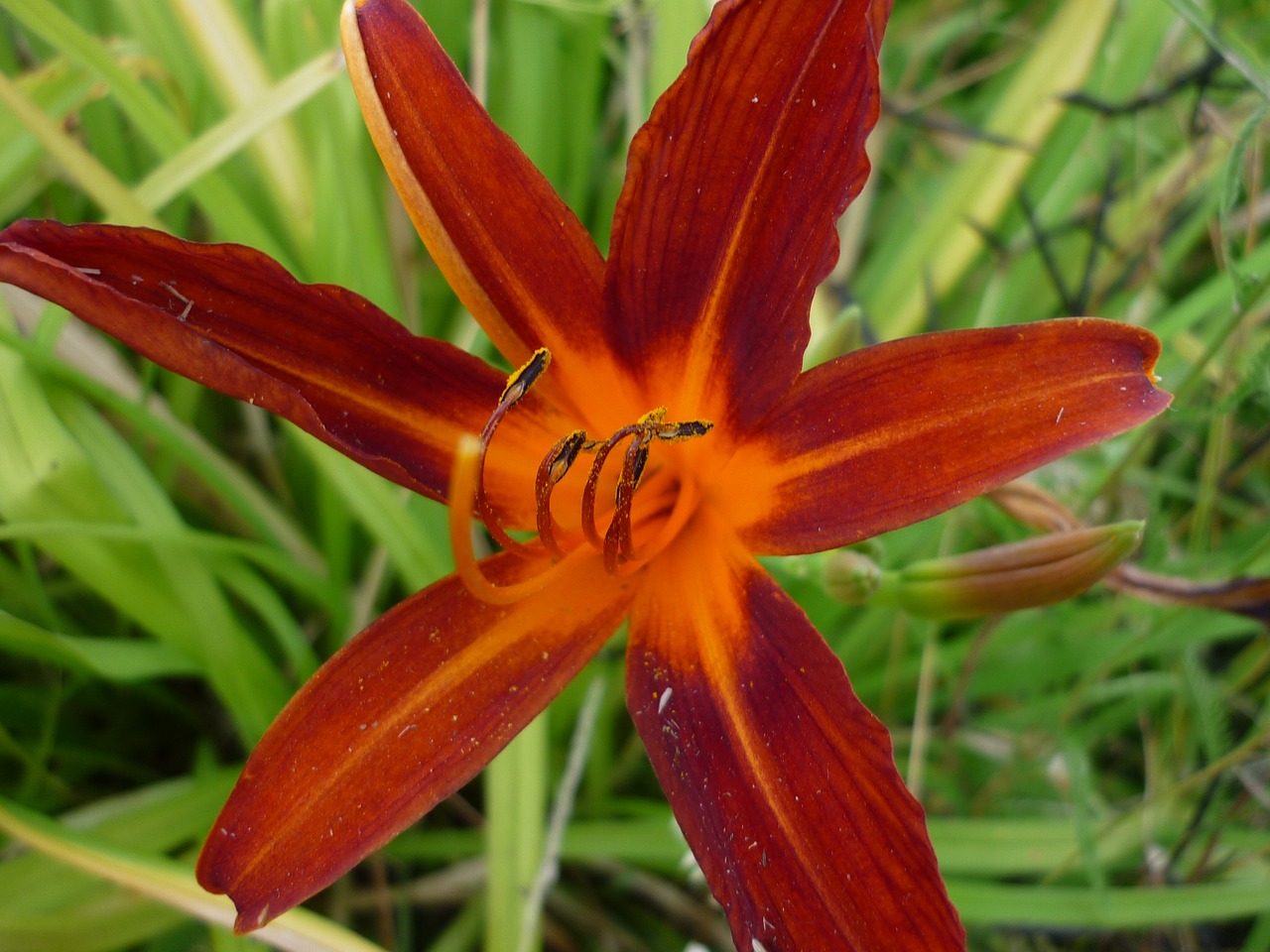 Image - day lily nature flower meadow