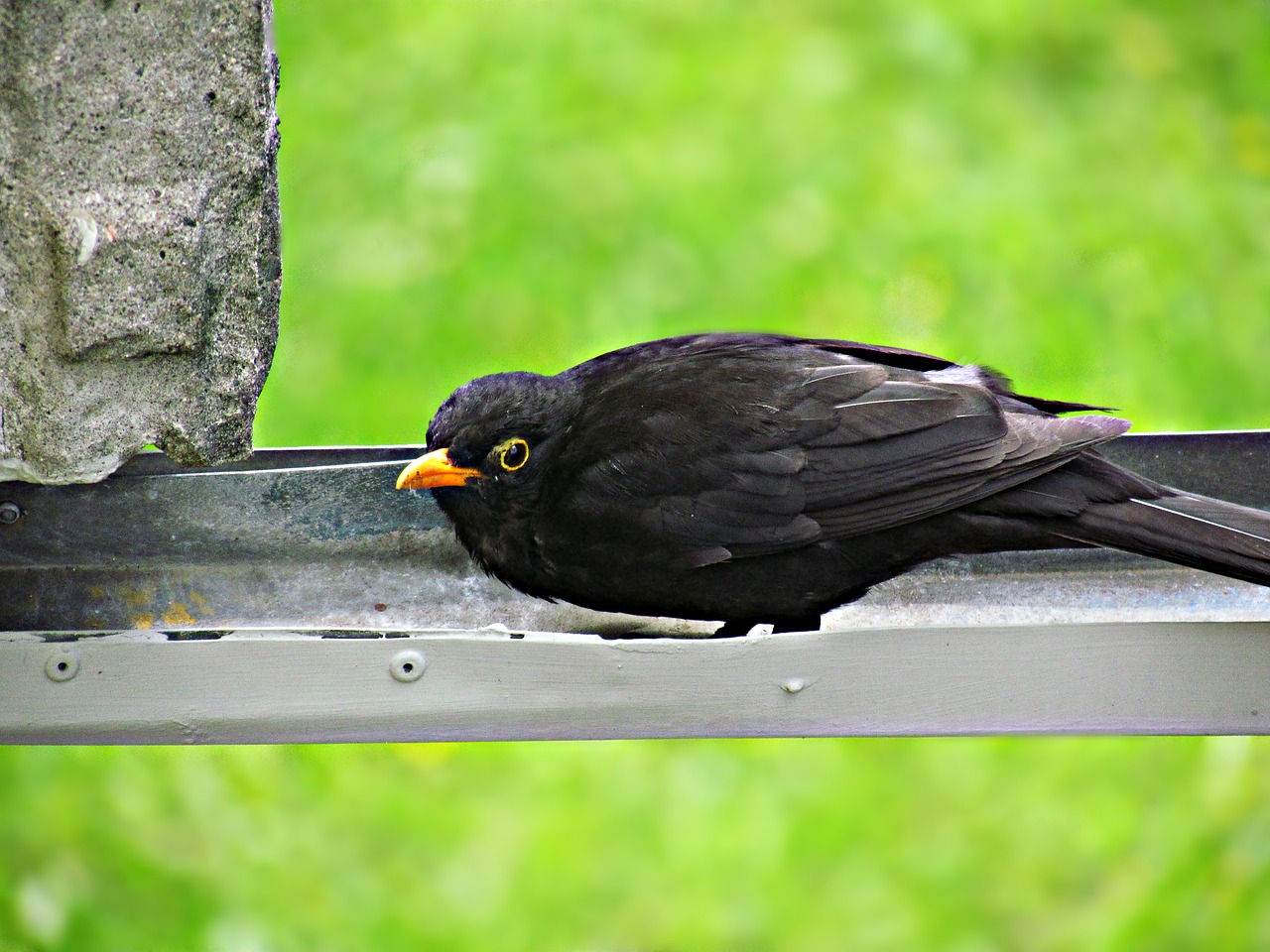 Image - kos bird birds yellow beak