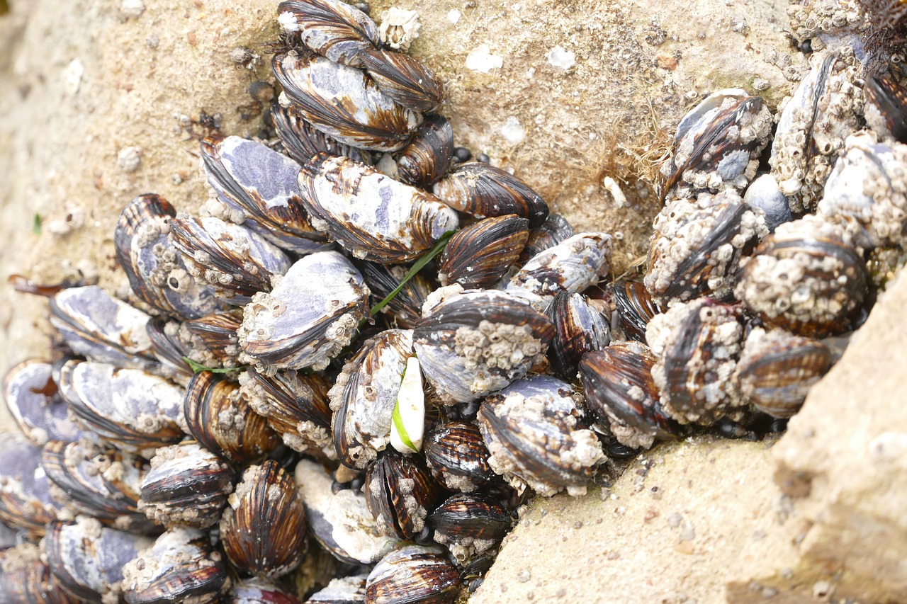 Image - ocean wildlife clams barnacles