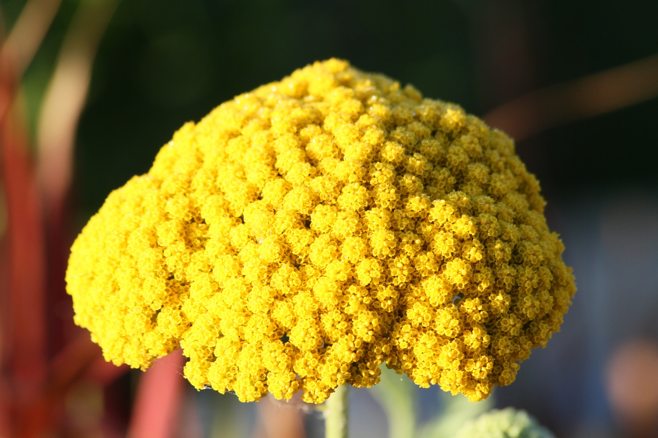 Image - fernleaf flower yellow blossom