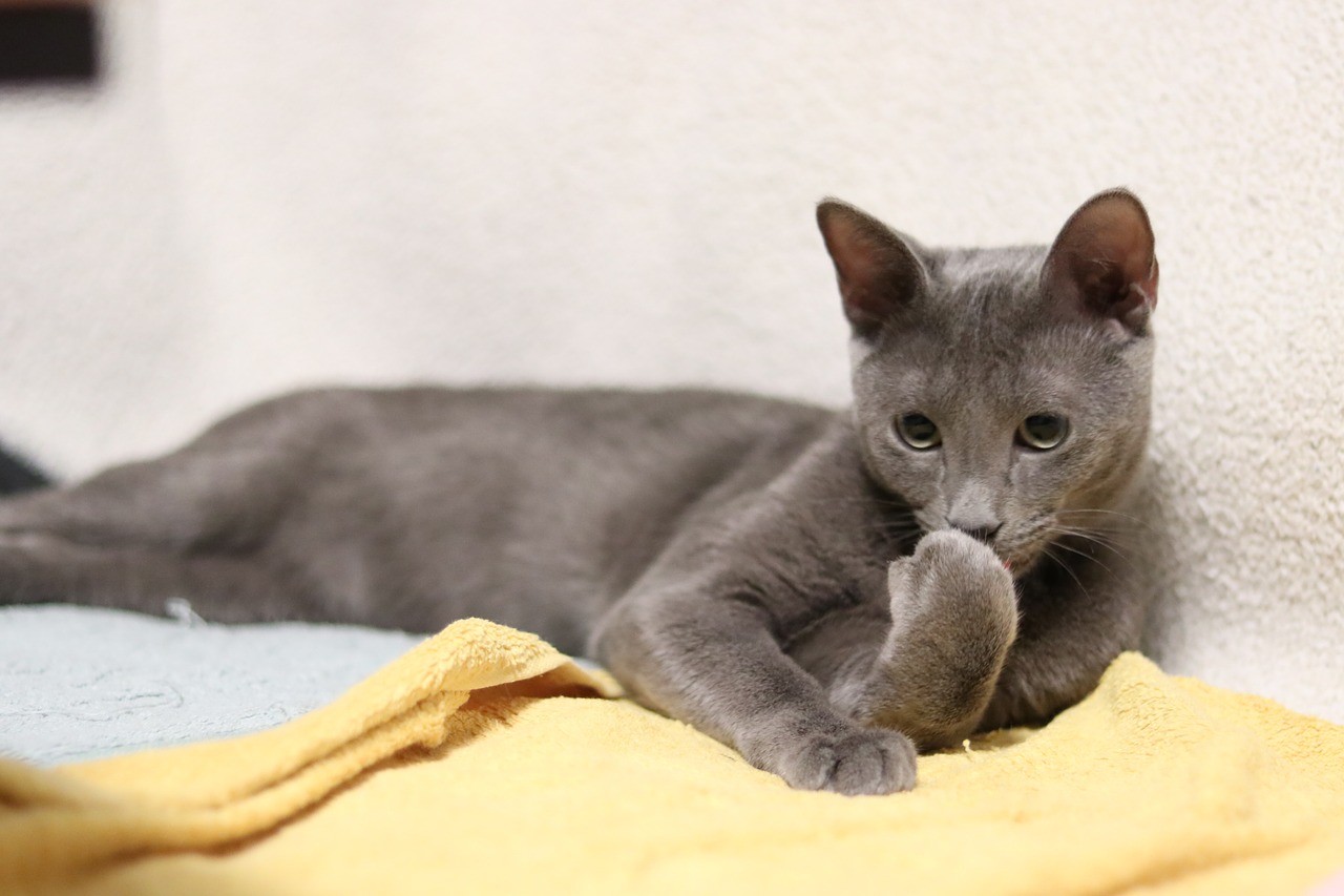 Image - cat russian blue kitty kitten soft