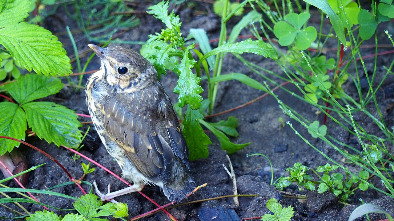 Image - animals bird nature a young bird