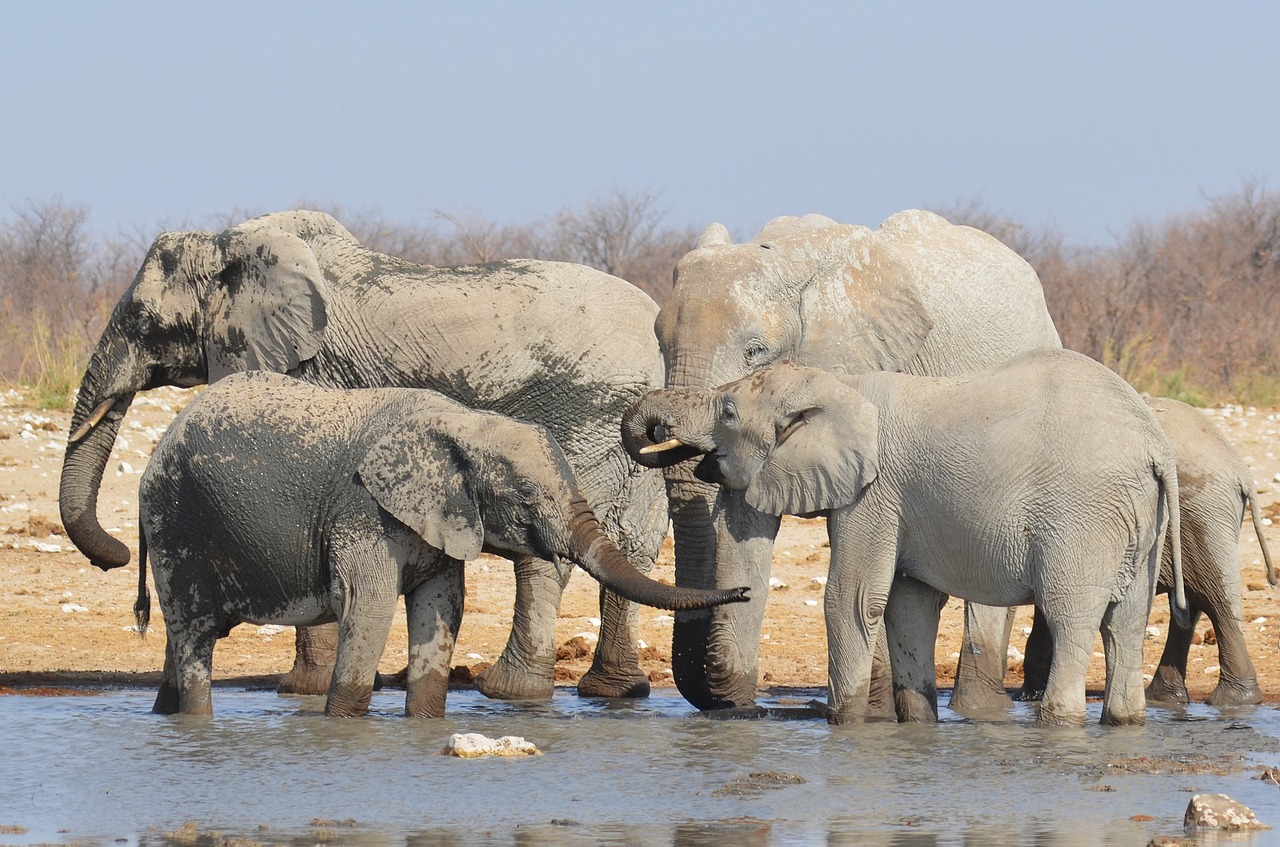 Image - elephant water hole africa namibia