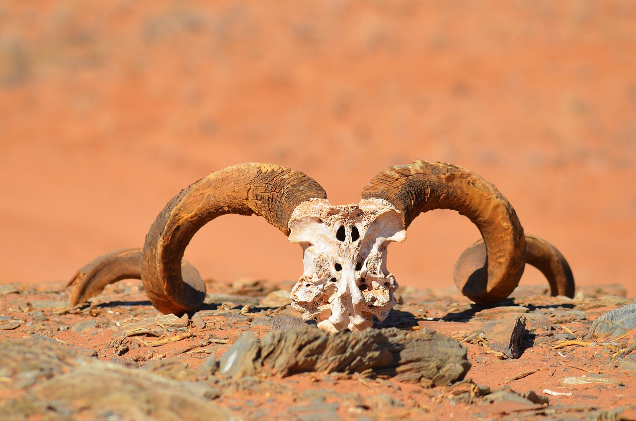 Image - antler horns skeleton bone namibia